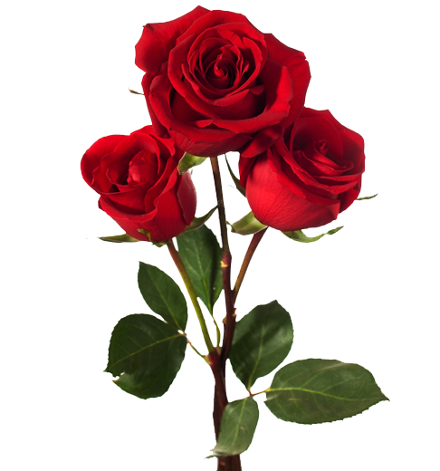 sticker-decorativo-rosa-rossa-22-224