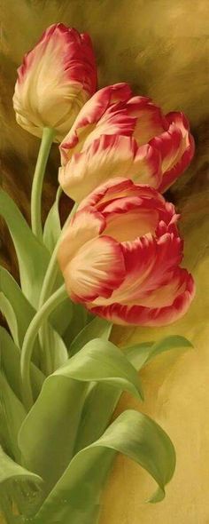 TULIPANI BIANCHI E ROSA