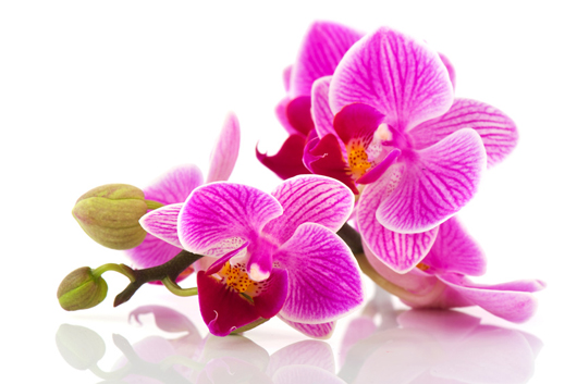 Tropical pink orchid