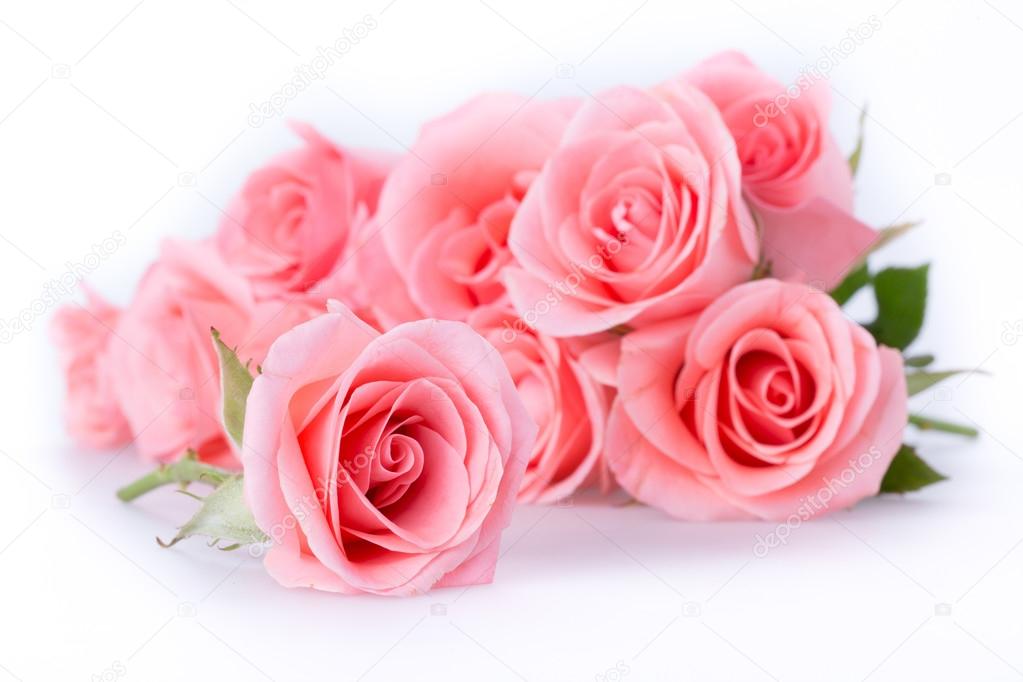 rose rosa